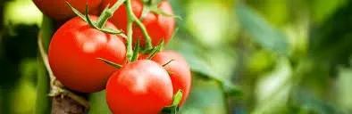 Heirloom Organic Heirloom Organic Tumbler Tomato Seeds (The Best Tomato On Earth For Hanging Baskets)