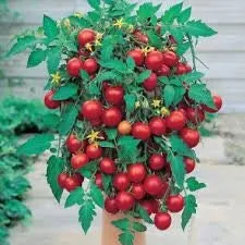 Heirloom Organic Heirloom Organic Tumbler Tomato Seeds (The Best Tomato On Earth For Hanging Baskets)