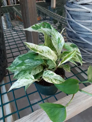 Pothos - 'Marble Queen' (Devil's Ivy)